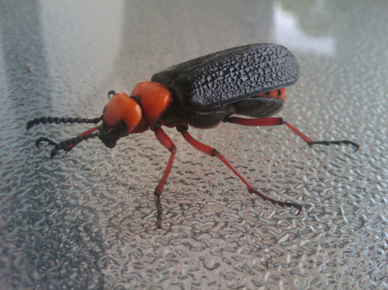 Blister Beetle