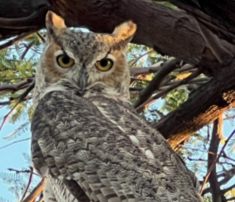 Photo of great horned owl