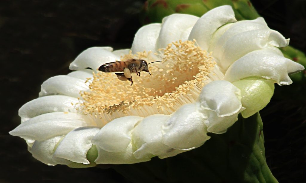 Insect landing on a flower