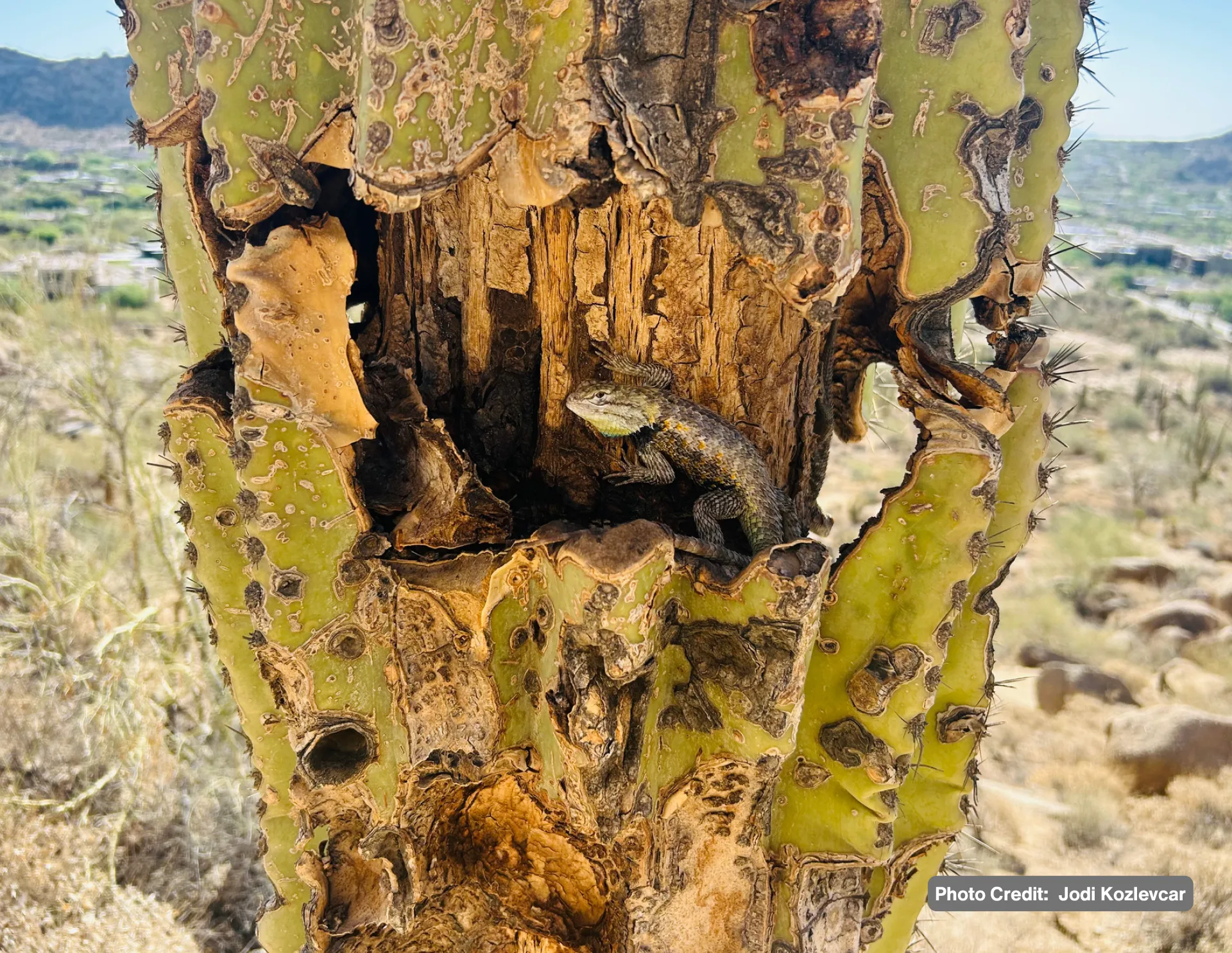 Friends of Pinnacle Peak Park Calendar - Image 12