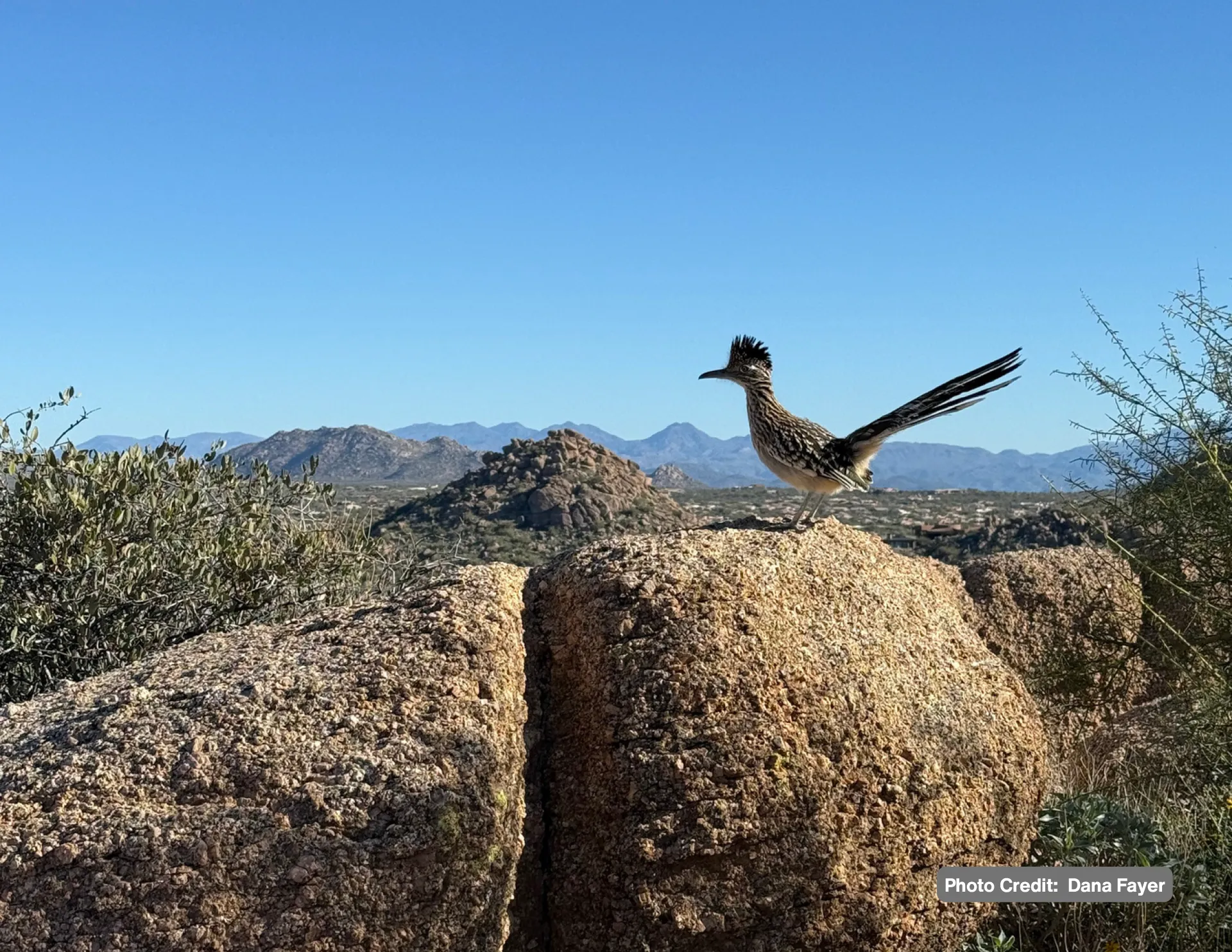 Friends of Pinnacle Peak Park Calendar - Image 5