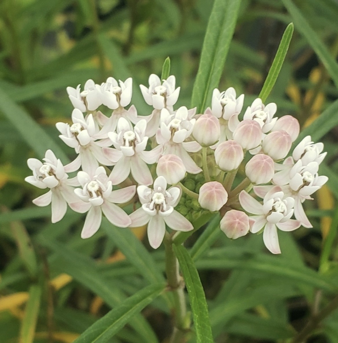 Arizona Milkweed