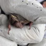 Bat