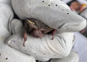Bat