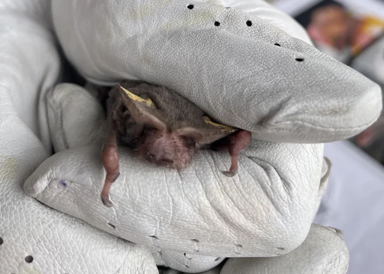 Bat