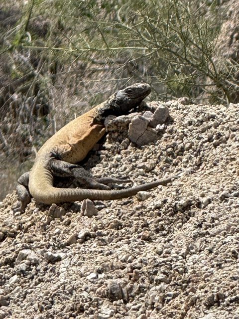 Chuckwalla