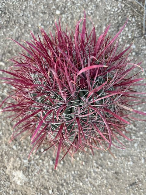 Red Barrell Cactus