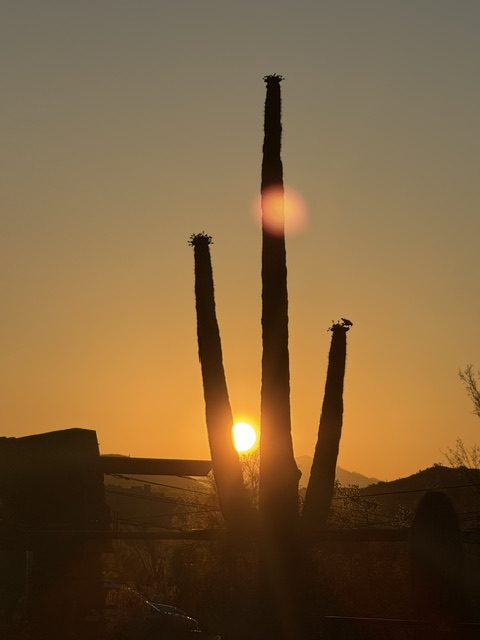 Sunset peeking between cactus arms