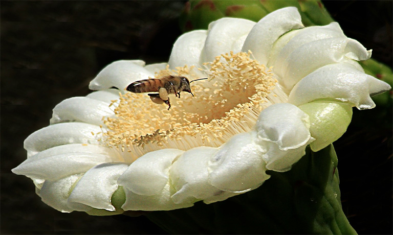 Bee pollinating flower